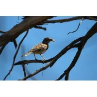 Chef Dave Cuntz Chef Dave Cuntz