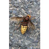 Promise IT Management Limited - Dissolved