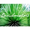 Enrichmentors Enrichmentors