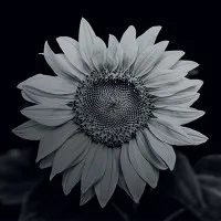 Wildflower International, LTD.