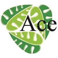 ACE INSULATION INC