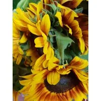 Please unfollow this page and change it to Volcani Institute