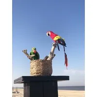 Aus Alkmaar, Netherlands