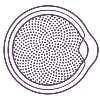 New York Ophthalmology New York Ophthalmology