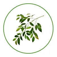 Olive Technologies Middle East