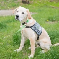 Putnam Service Dogs