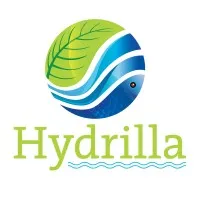 Hydrilla