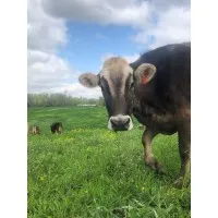 Traders Point Creamery Traders Point Creamery