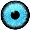 5 Eyes 5 Eyes