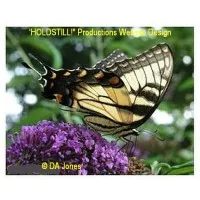 "HOLDSTILL!"​ Productions™ Small Business Website Design SEO & Stock Phototography