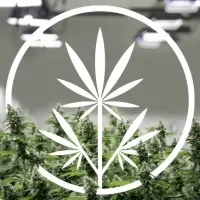 Next Big Crop Next Big Crop