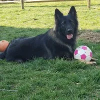 Bellawood Kennels & Groom Shop