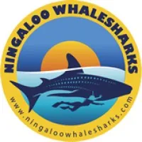 Ningaloo Whaleshark Swim