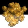 Trilo Therapeutics Trilo Therapeutics