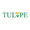 Tulipe Tulipe