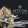 Aeterna Cannabis Aeterna Cannabis