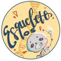 Esqueleto Os Esqueleto Os