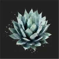 Agave Design Studio LLC Agave Design Studio LLC