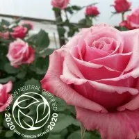 Karen Roses Limited