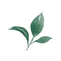 Canopy Consulting LLC