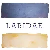 Laridae Laridae