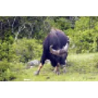 Gaur Associates