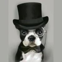 Posh Pet Resorts