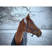 LongRun Thoroughbred Retirement Society