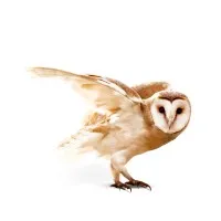 Catapult Partners Pty Limited