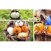 Bay Baby Produce Inc Bay Baby Produce Inc