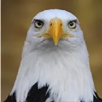 LIB Insurance Brokers Ltd LIB Insurance Brokers Ltd