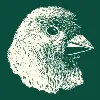 Finch
