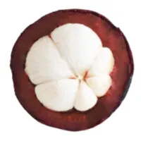 Mangosteen Venture Studio