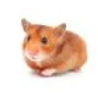 North Tollway Pet Hospital North Tollway Pet Hospital