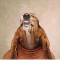 Pearly Bites Veterinary Pearly Bites Veterinary