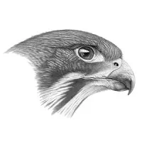 Falcon Analytica Falcon Analytica