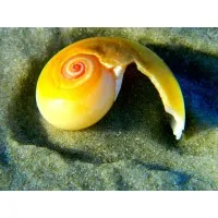 Deaf & Hard of Hearing Services of Florida, Inc.