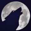 Lone Wolf Media Lone Wolf Media