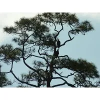 Longleaf Environmental Consulting