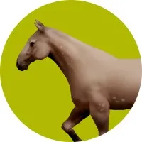 Horse Browser Horse Browser