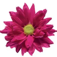 premier allergy & asthma