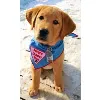 Leader Dogs for the Blind Leader Dogs for the Blind