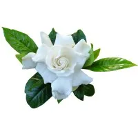 Coaches Corner Washington, United States