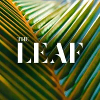 The Leaf