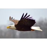 OAB