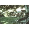Rancho Los Alamitos Historic Ranch and Gardens Rancho Los Alamitos Historic Ranch and Gardens