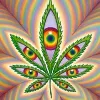 Higher Vision Cannabis Company Higher Vision Cannabis Company