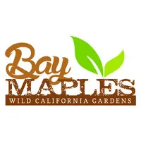 BAY MAPLES BAY MAPLES