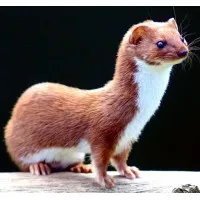 Weasel Social