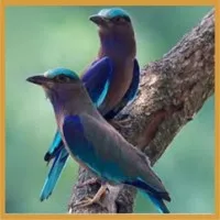 The Indian School Of Natural Spiritual Sciences